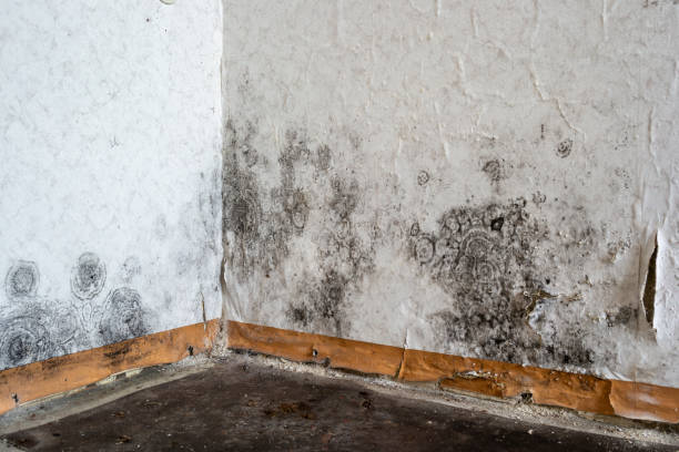 Mold Removal